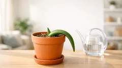 How often to water aloe vera so it stays firm and green