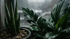 5 low-light houseplants that stay happy all winter