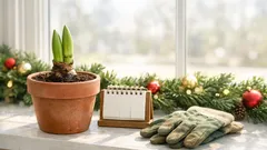 When to plant amaryllis for Christmas blooms: the 7–10 week countdown