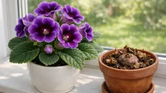 How to care for gloxinia so it blooms again after winter dormancy